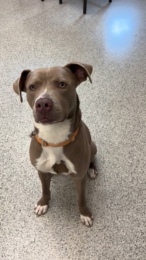 Rigg says have a tail wagging Wednesday! This adoptable dreamboat is available for adoption at the Aiken County Animal Shelter, Aiken SC. His adoption fee is waived to a great home! | Friends of the Animal Shelter - FOTAS Aiken