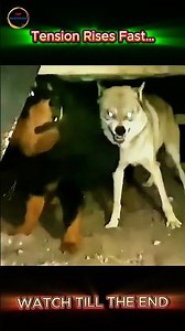 Wolf vs Dog: Is the Tibetan Mastiff Strong Enough to Survive?