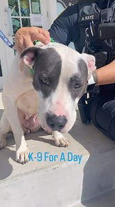 Our latest K-9 For A Day from @humanepinellas is a sweet girl named Molly. And good golly, is she ever adorable! She’s a 5-year-old mixed breed who is sweet and gentle and looking for her forever home and family. And guess what — now through Nov. 17, all adoption fees are waived for pets 6 months and older, thanks to @bissellpets — what a deal! #adoptdontshop #adopt #adoptme #adoptdogs #adoptdontshop🐾 #missmolly | Clearwater Police Department