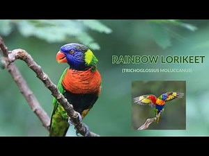 Rainbow Lorikeet Facts: Diet, Habitat, Lifespan, and Rare Secrets Revealed