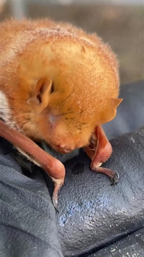 Thanks for saving this first year red bat, Lyric! You’re a bat hero! . . #easternredbat #austinbats #leafbats | Austin Bat Refuge