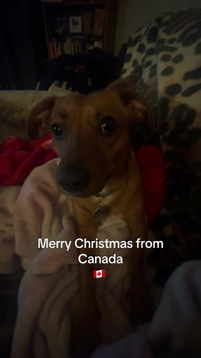 Batman & Robin (@batman.robin204)’s videos with original sound - 💞Marissa💞