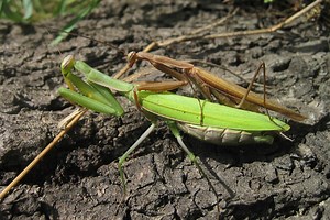 Praying Mantis (Mantis religiosa)
