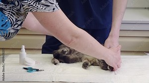 veterinarian combs a gray stray kitten, provides him with first aid, gets rid of parasites, fleas, ticks, a volunteer assistant helps him by turning the kitten over,