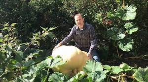 34K views · 1.3K reactions | As the countdown to Halloween gets underway, we thought we'd bring you Matt Peskett's GIANT pumpkin and what a beast it is! Well done @growlikegrandad  | BBC Gardeners World | Facebook