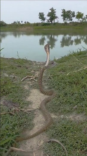 Two snakes facing each other | Two snakes facing each other