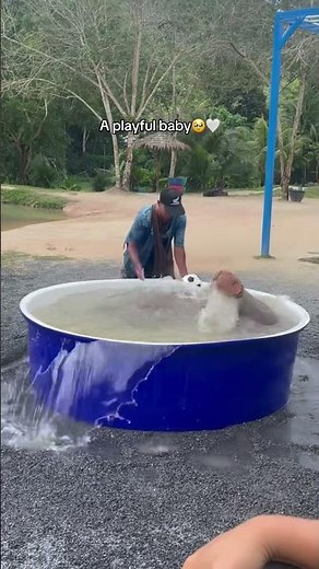 The green elephant sanctuary in Phuket, a beautiful experience 🩷