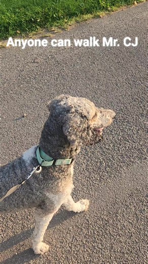 5.3K views · 28 reactions | CJ is our adoptable Standard Poodle....