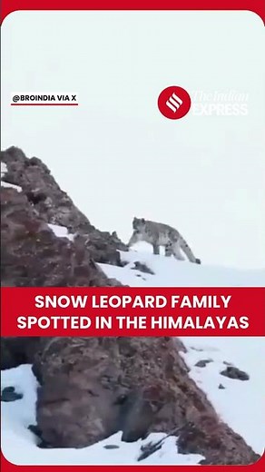 Rare Snow Leopard Family Seen In Extreme High-Altitude Himalayan Terrain
