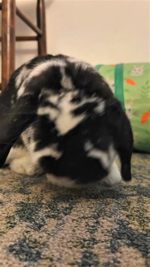 2.7K views · 191 reactions | People are always telling me how cute I am. ❤️ #Cute #CuteBunny #Bunny #Rabbit #Bunnies #Rabbits #Roxie #MiniLopAdventures #Cutest | Mini Lop Adventures | Facebook