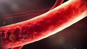 原创科普医学动画连载017—血液血液流动