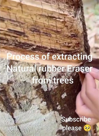 Process of extracting Natural rubber Eraser from trees