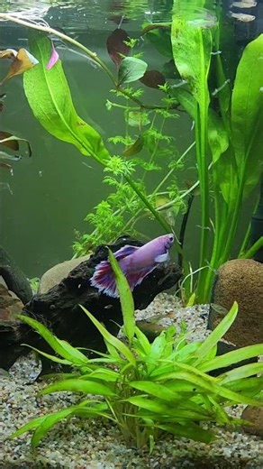 Betta fighter fish a very special fish #fish #fighterfish #fishkeepinghobby