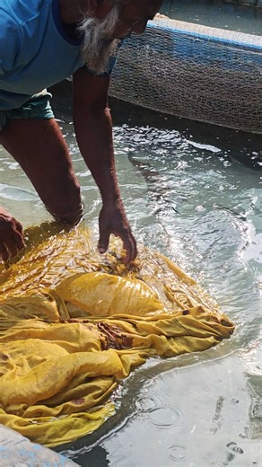 Silver carp fish breeding | Fish Info