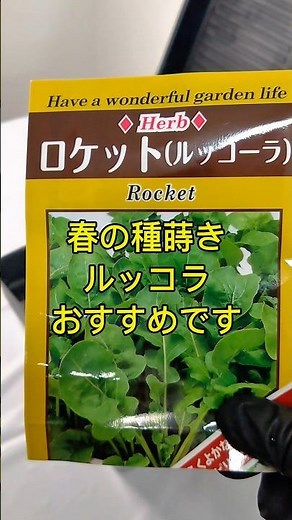 5日で発芽！驚きのスピード成長 ルッコラの水耕栽培が楽しすぎる #水耕栽培 #ルッコラ #ロケット #家庭菜園 #種まき #初心者向け