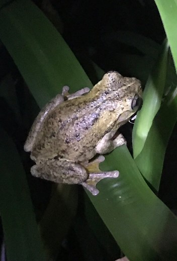 Its is Frog Id week this week which makes it the perfect opportunity to get to know our native frogs and participate in a little bit of Citizen science. The Frog ID app makes it really easy all you need to do is get the app and then when you hear a frog open the app and it takes a recording that is sent to the Australian Museumwhere it is identified and its location included in the Atlas of Living Australia . Valuable data that helps map the health and distribution of our native wildlife. What y