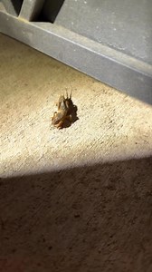 What kind of alien bug is this?? | Jordan Evans