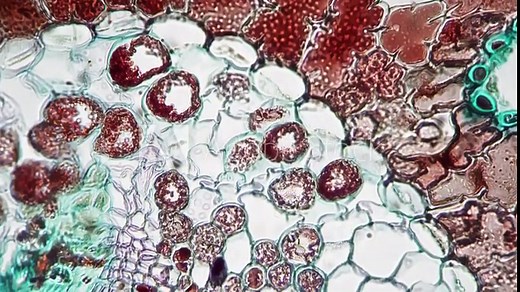 Pinus leaf in cross cut filmed under microscope with 400x times magnification against bright field. Needle of conifer tree in transversal section for education at school. Learning the flora structure.