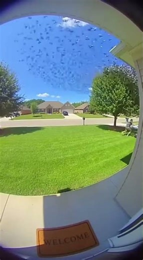 Bird Swarm Attacks Lawn Mower!