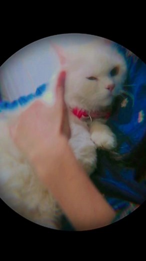 amber33 (@amber_alina33)’s videos with original sound - Suave