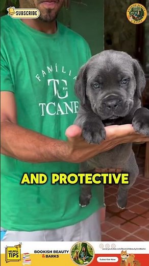 Aggressive Dog Breed? Cane Corso Temperament Explained 🐶