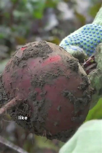 🌿 “Beetroot Benefits & How It’s Grown | Healthy & Nutritious 🥗✨”