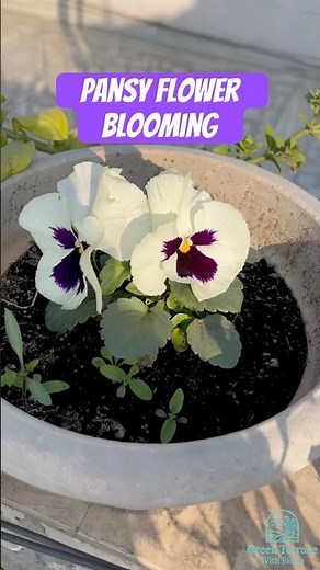 5 PANSY Mistakes That Will RUIN Your Garden