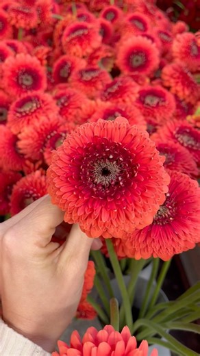 2K views · 124 reactions | With more than 140 gerbera varieties, our...