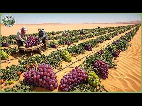 How California Built Desert Farms to Feed 340 Million Americans While Running Out of Water