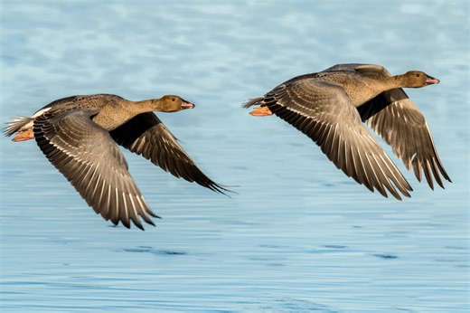 Geese attack leaves woman with broken pelvis and internal bleeding
