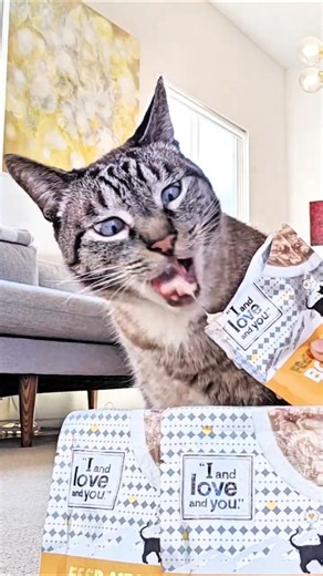 New cat food taste test (feed meow boost) @iandloveandyoupet