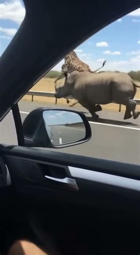 Lion, Giraffe, Rhino Running Fast! Real Wild Life
