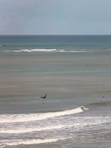 Surf en Honu Beach - Surfcam en vivo en Mar del Plata, Argentina