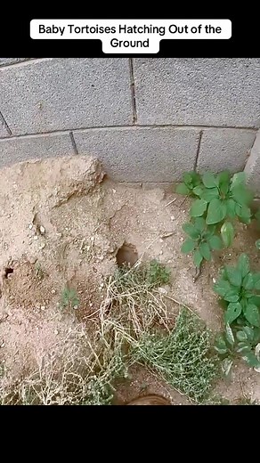 Baby Tortoises Hatching Out of the Ground
