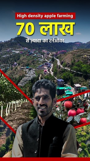 Ajay Thakur, a forward-thinking apple farmer hailing from Shimla, represents the third generation of his family involved in apple cultivation. Historically, his ancestors adhered to traditional farming methods, grappling with challenges such as heavy reliance on chemical fertilizers and irrigation issues. In response, Ajay made a strategic pivot towards high-density apple farming, leveraging imported M9 rootstock, which has yielded significant improvements. Today, Ajay's orchards boast an impres
