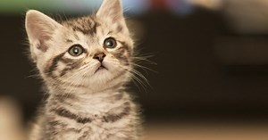 Où mange-t-on du chat ?