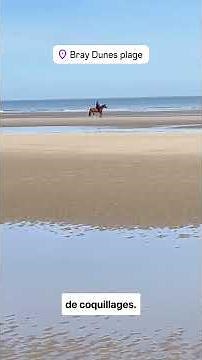 🇫🇷 10/04/2024 Bray-Dunes Aujourd'hui, super matinée sur la plage de Bray-Dunes, on a un peu