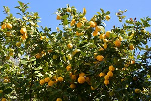 The most effective way to get rid of black aphids on citrus trees