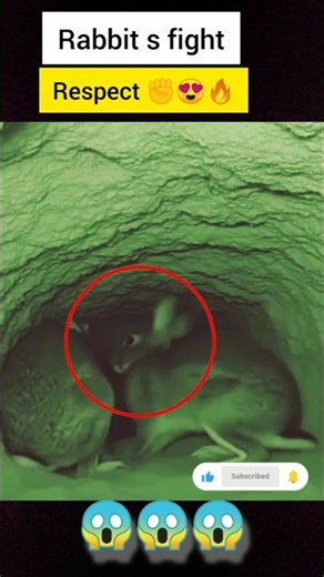 😱Rabbits fight🔥 #shorts #animals #mesaminfo