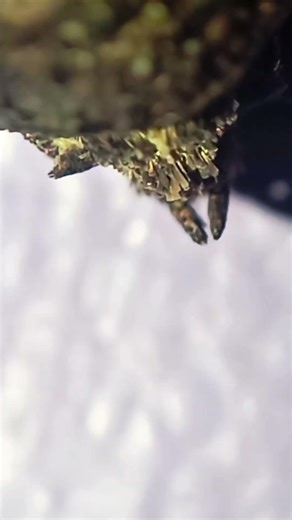 micro zoom of insect wing!#viral #zoom#shorts