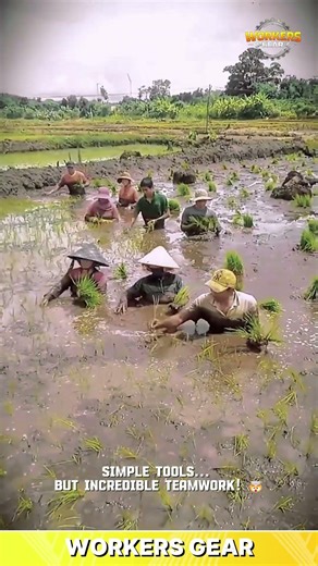 Hand - Harvested Rice Seedlings for Traditional Farming and Paddy Cultivation in Wet Fields