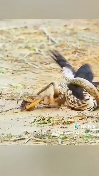 Majestic Hawk Preying on Snake in Wildlife Footage