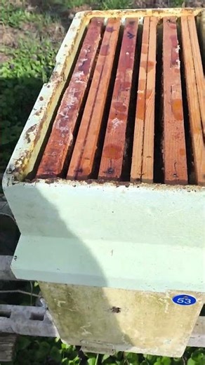 Apicoltura CD: 🍯 Honey in mid-March? Let's try! #apicolturacd