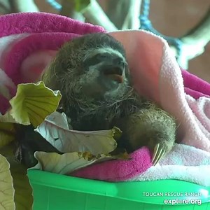 51K views · 4.2K reactions | Monday morning yawn. 辰 @toucanrescueranch | explore.org | Facebook