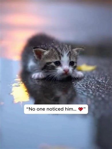 A tiny life… almost forgotten 💔Kamin - Emin & Jony (slowed) #edit #catrescue #shorts