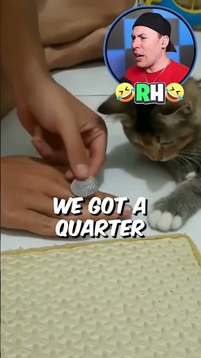 Man teaches his Cat to Flip the Coin