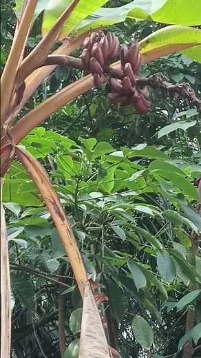 Pisang kulit merah (secara global dikenal sebagai Red Dacca)