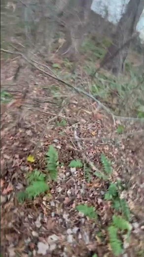 Falling dead trees #tree