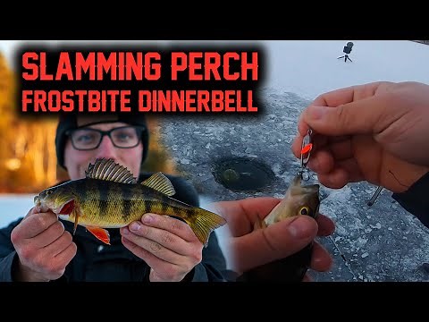 Catching PERCH On The FROSTBITE DINNER BELL (THIS LURE IS AWESOME!!!) ONTARIO ICE FISHING