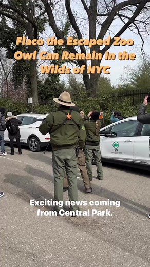 24K views · 684 reactions | Flaco the Escaped Zoo Owl Can Remain in the Wilds of NYC. “Central Park Zoo officials say they are dropping efforts to capture Flaco, a majestic Eurasian eagle-owl that escaped captivity two weeks ago”. | New York Mickey | Facebook